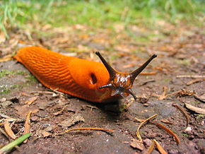 290px-orange_slug
